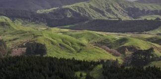 When carbon credits replace sheep: New Zealand’s changing rural landscape When carbon credits replace sheep: New Zealand’s changing rural landscape