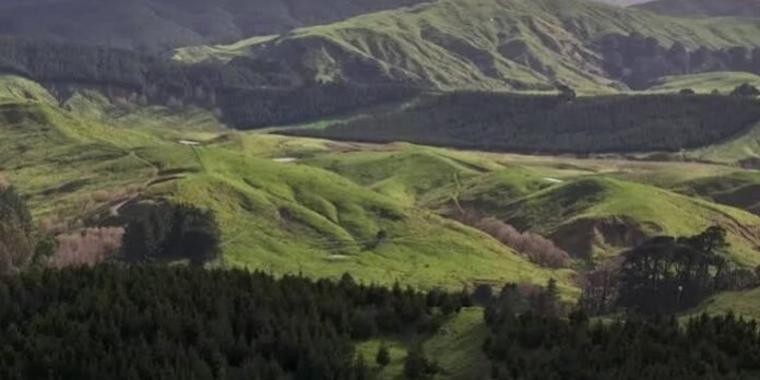 When carbon credits replace sheep: New Zealand’s changing rural landscape