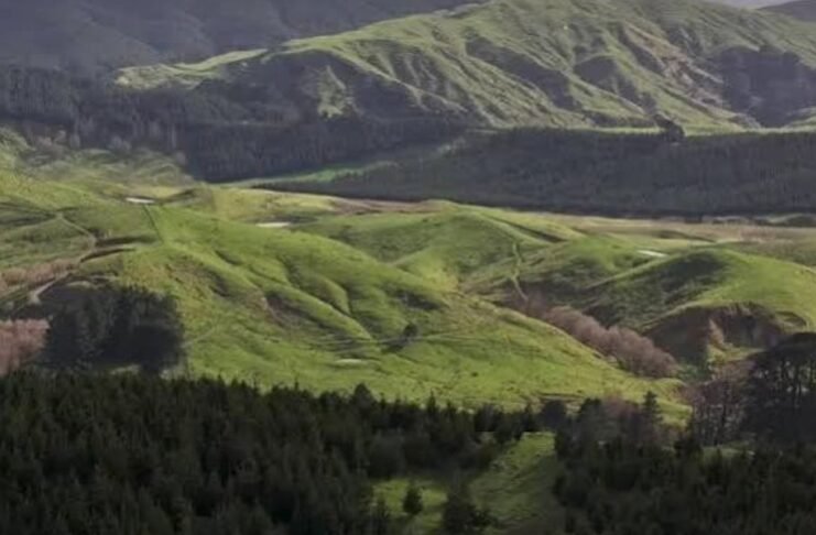 When carbon credits replace sheep: New Zealand’s changing rural landscape When carbon credits replace sheep: New Zealand’s changing rural landscape
