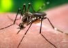 Dengue surveillance intensified across Islamabad Dengue surveillance intensified across Islamabad