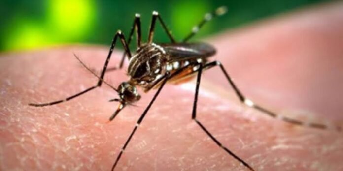 Dengue surveillance intensified across Islamabad Dengue surveillance intensified across Islamabad
