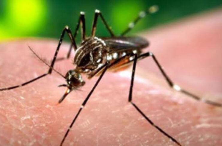 Dengue surveillance intensified across Islamabad Dengue surveillance intensified across Islamabad