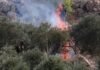 Israeli settlers attack Palestinian olive harvest, injure Journalist Israeli settlers attack Palestinian olive harvest, injure Journalist