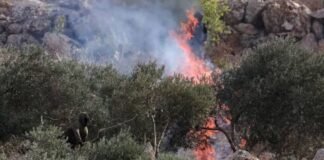 Israeli settlers attack Palestinian olive harvest, injure Journalist Israeli settlers attack Palestinian olive harvest, injure Journalist