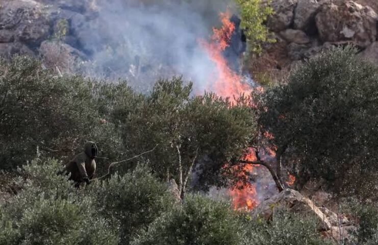 Israeli settlers attack Palestinian olive harvest, injure Journalist Israeli settlers attack Palestinian olive harvest, injure Journalist