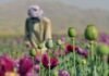 Afghanistan’s opium production surges fivefold despite Taliban ban, UN says Afghanistan's opium production surges fivefold despite Taliban ban, UN says
