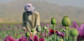 Afghanistan’s opium production surges fivefold despite Taliban ban, UN says Afghanistan's opium production surges fivefold despite Taliban ban, UN says