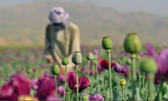 Afghanistan's opium production surges fivefold despite Taliban ban, UN says
