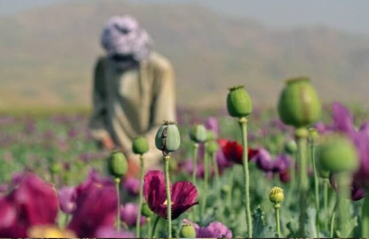 Afghanistan’s opium production surges fivefold despite Taliban ban, UN says Afghanistan's opium production surges fivefold despite Taliban ban, UN says
